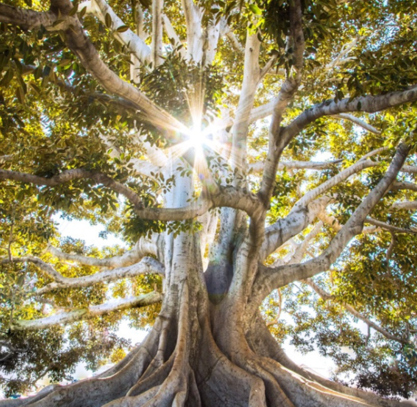 logo vitalstoffberatung dorsi voegtlin